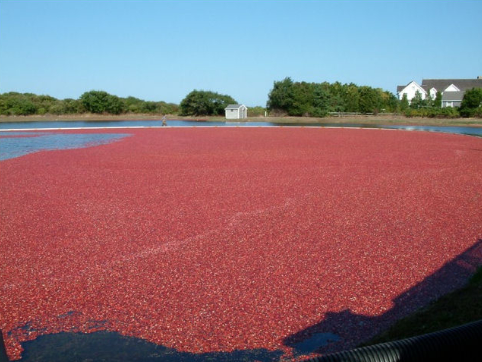Cranberry Bog